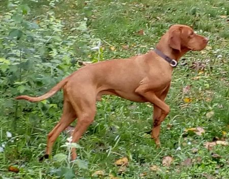 Ujhelji's Red Hunter Arany Alp
