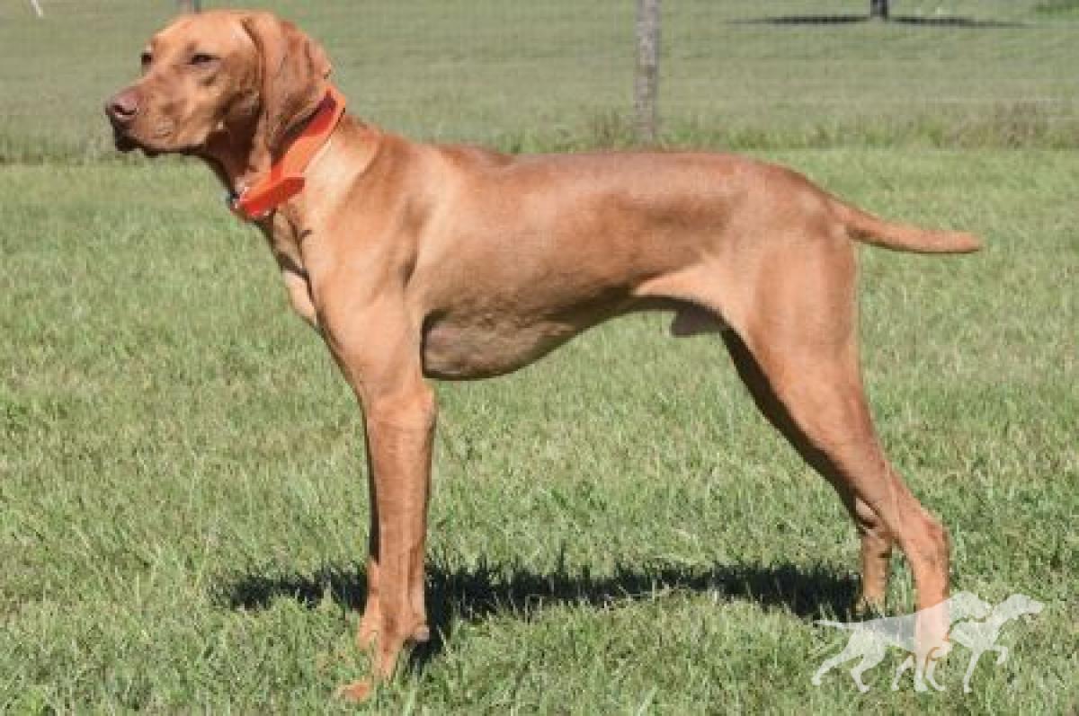 Durite's Sir Slade's Majestic Cheveyo