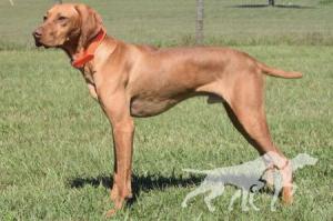 Durite's Sir Slade's Majestic Cheveyo