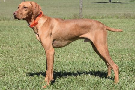 Durite's Sir Slade's Majestic Cheveyo
