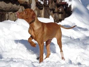 Asper Petrus Apollon