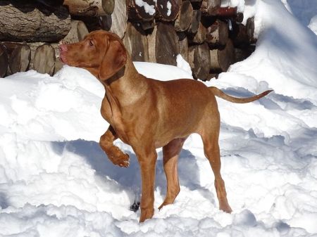 Asper Petrus Apollon