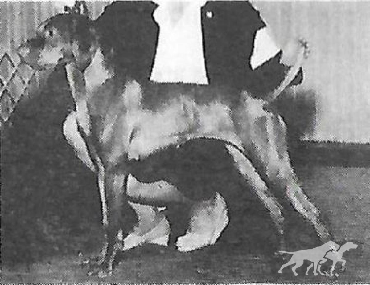 Star of Lively Rhythm