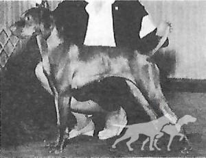 Star of Lively Rhythm