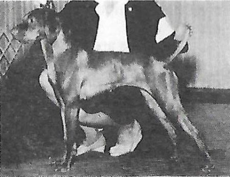 Star of Lively Rhythm