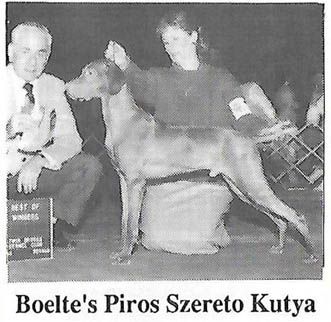 Boelte's Piros Szereto Kutya