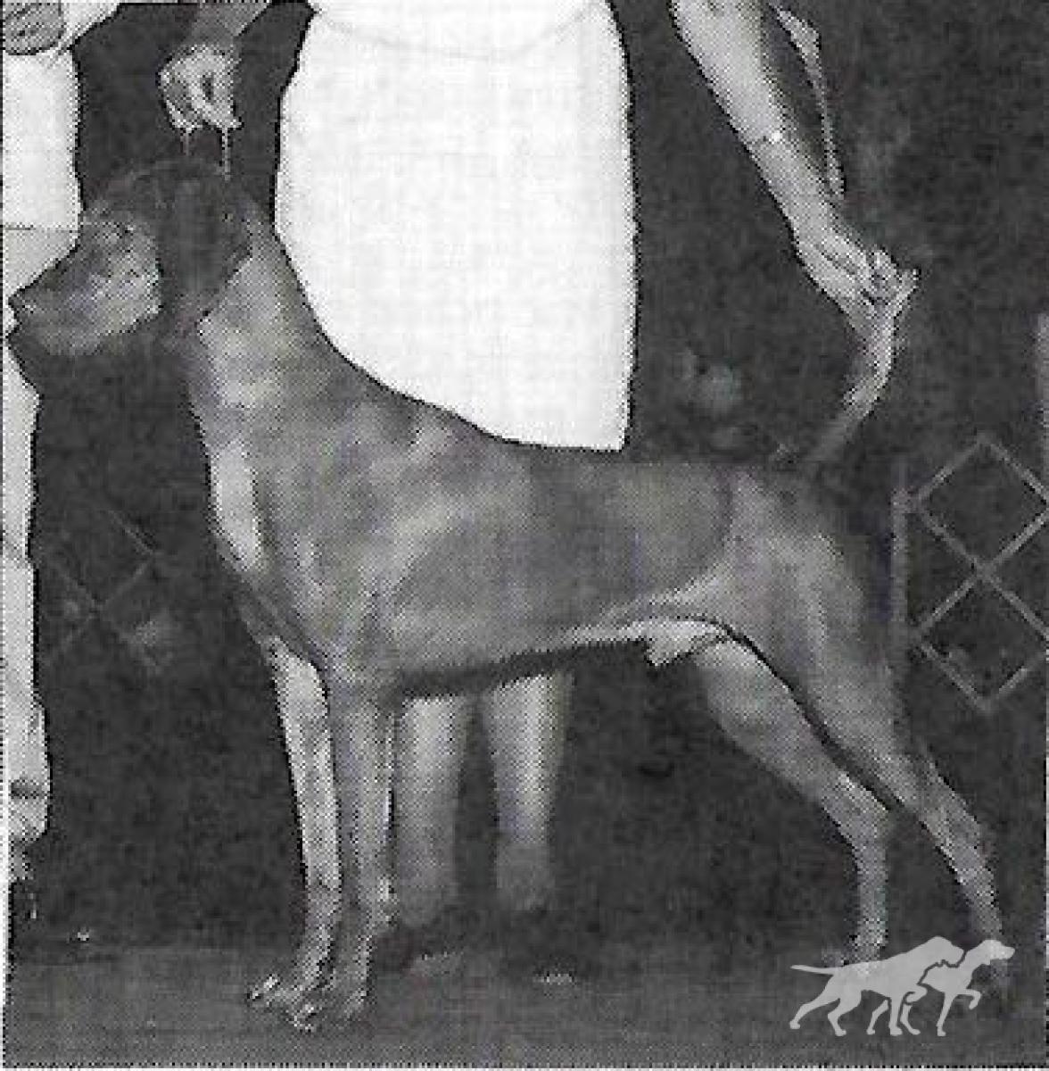Oakleaf's Beau Geste