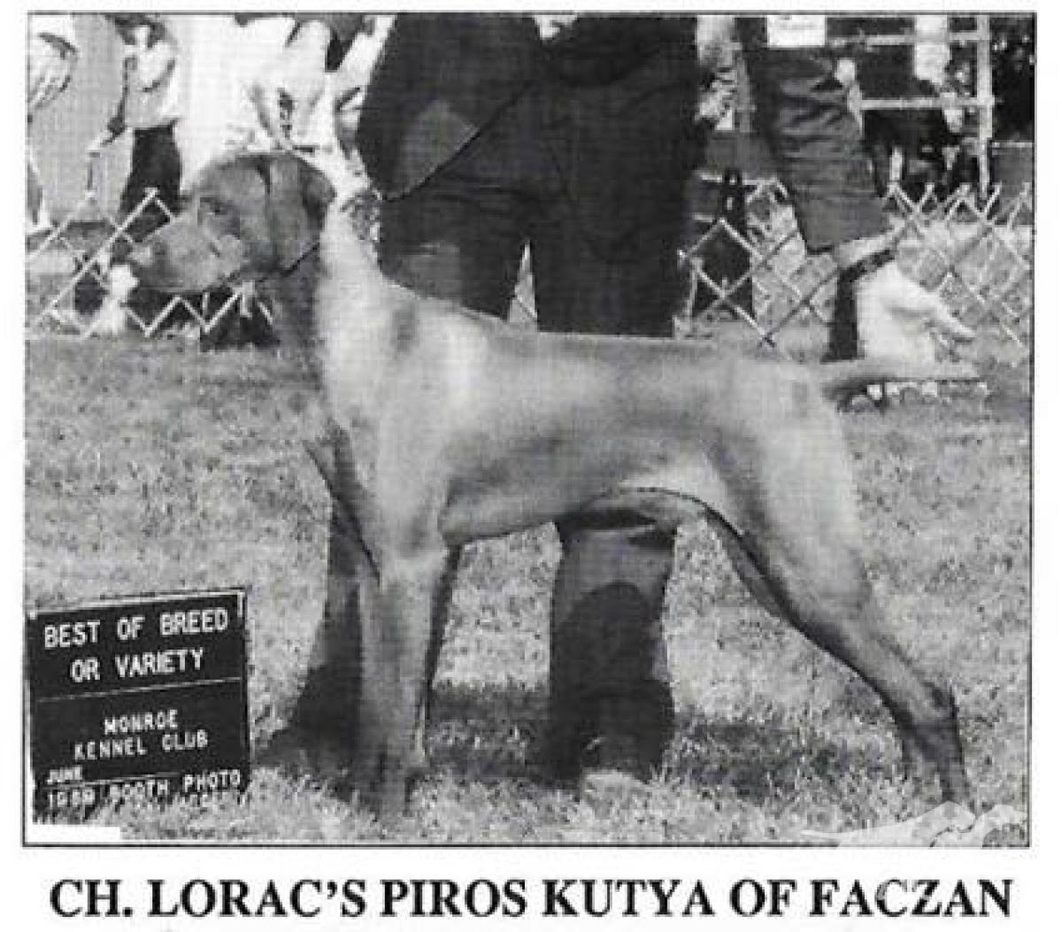 Loracs Piros Kutya Of Faczan