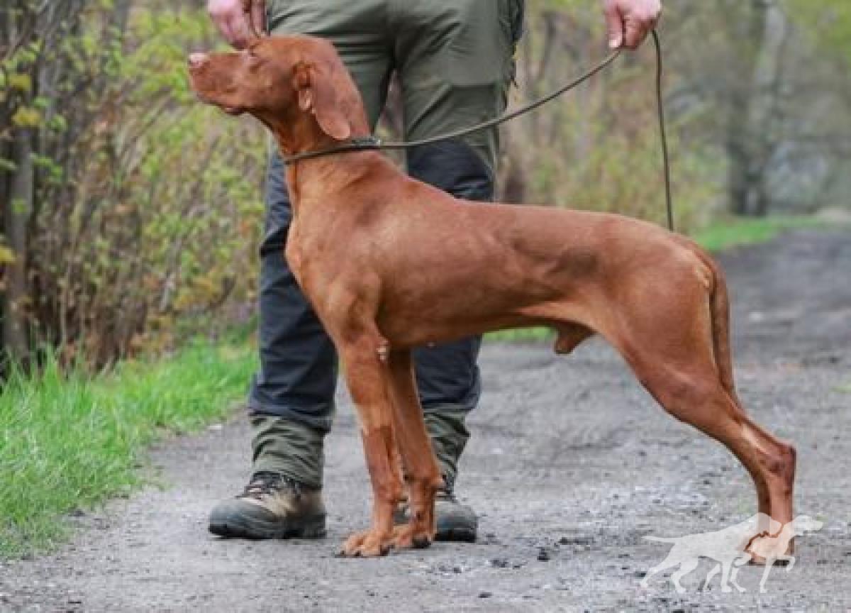 Cimrman Damashca Aponivi