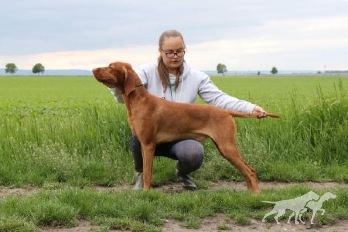 Feketicsi-Vadász Jojo Lotte