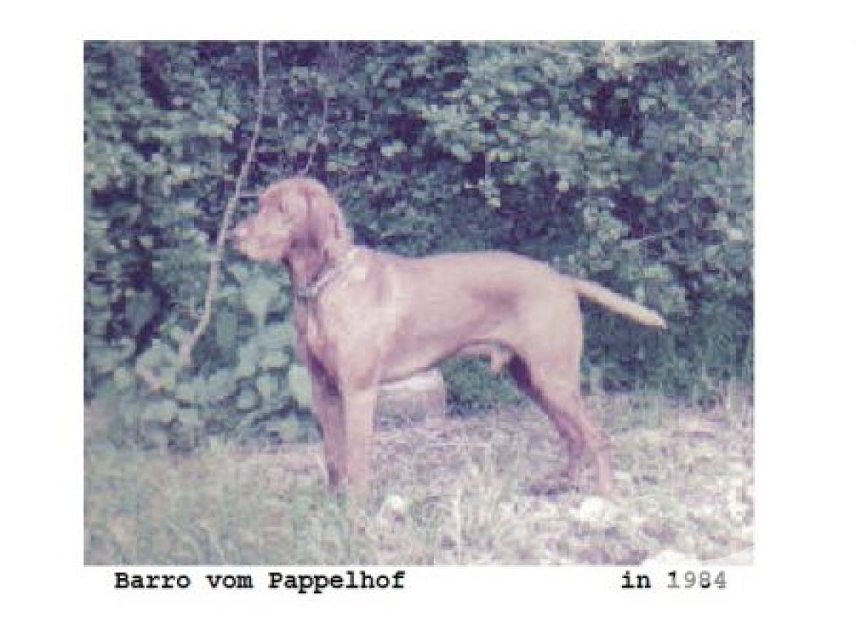 Barro vom Pappelhof