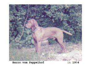 Barro vom Pappelhof