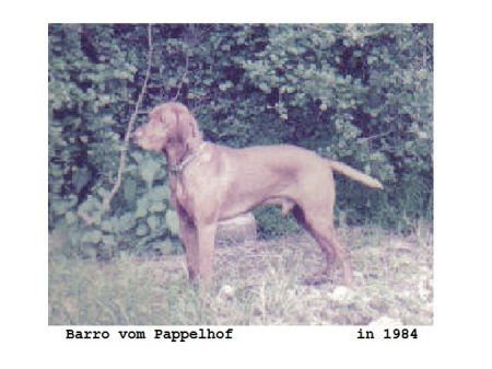 Barro vom Pappelhof