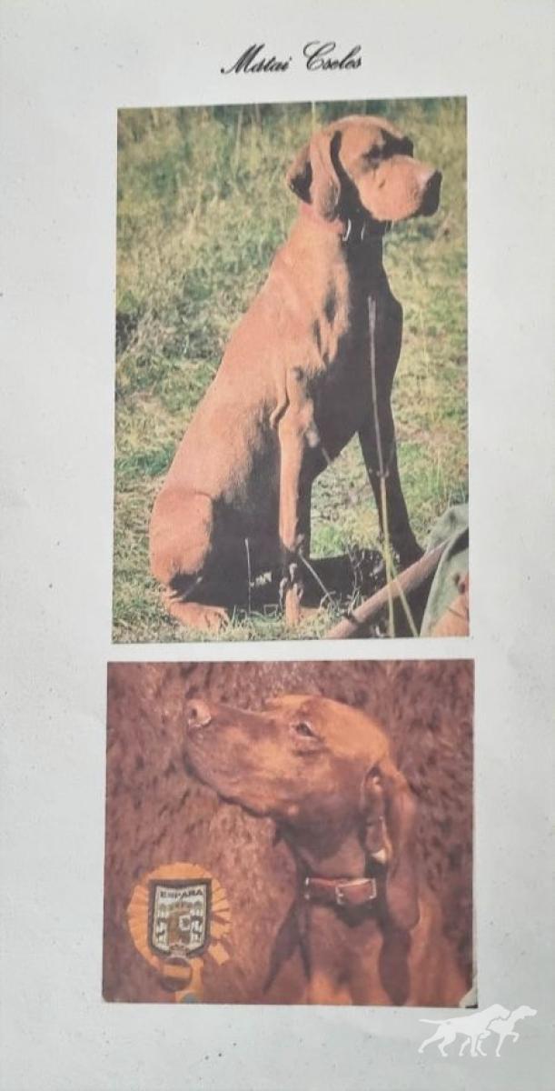 Mátai Cseles