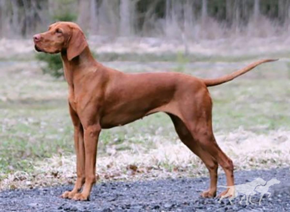Andzar Imperia