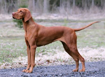 Andzar Imperia