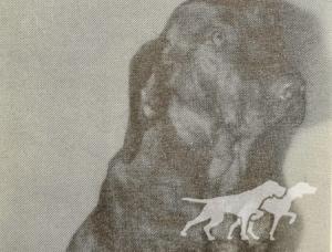 Dina von Schonweide