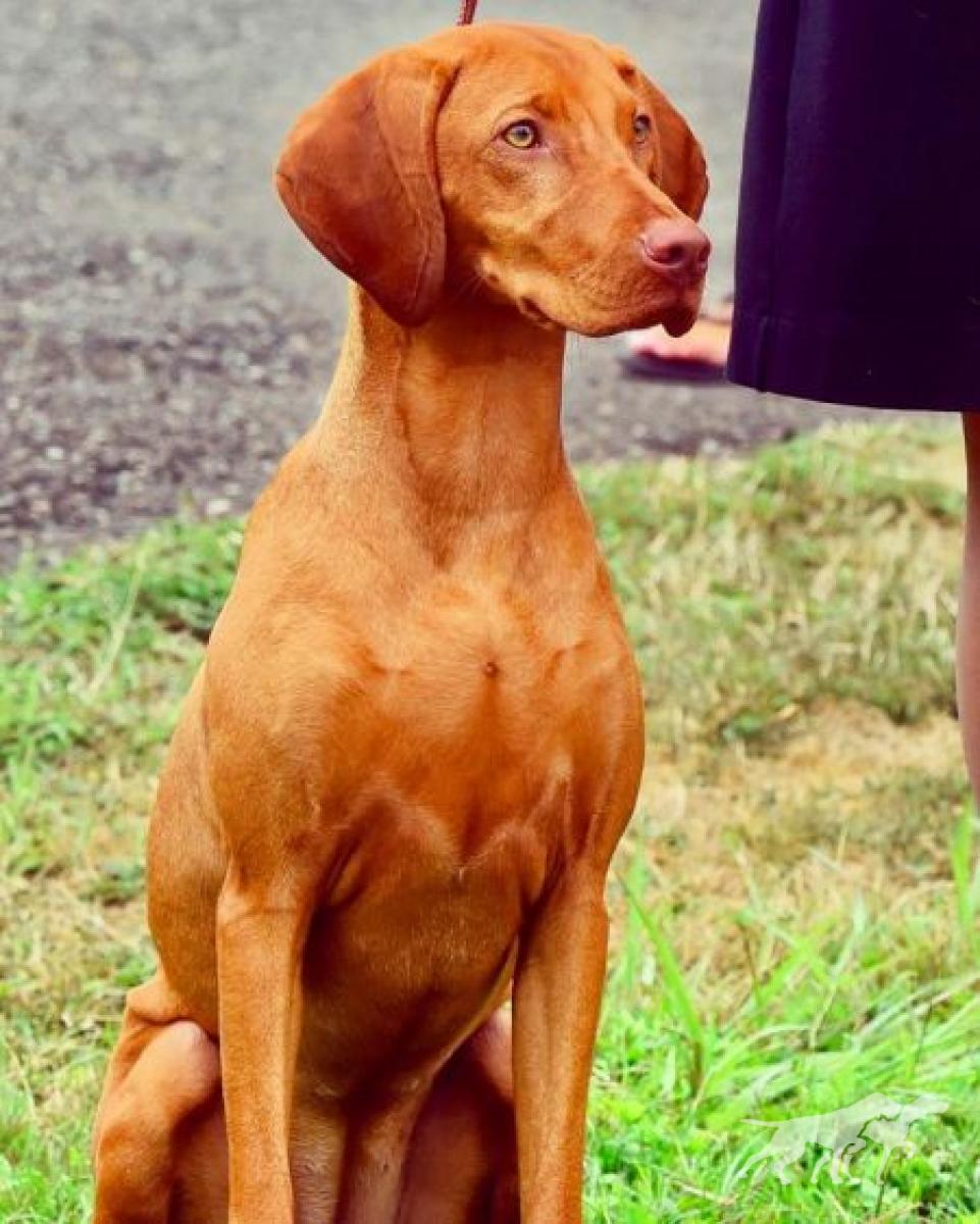 Kelby Creek's Sol de Oro