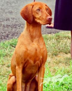 Kelby Creek's Sol de Oro