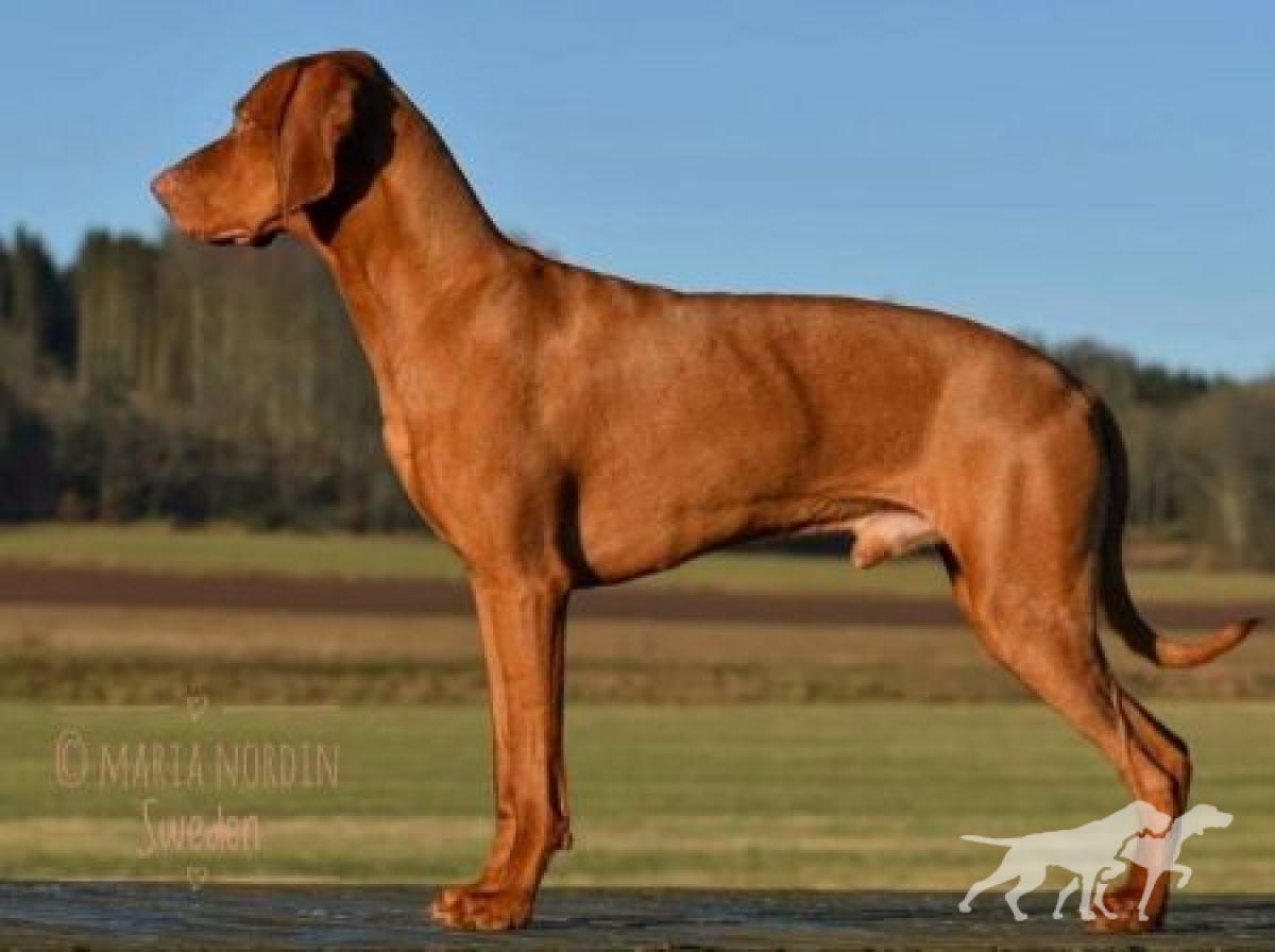 Your Choice Top Working Dog