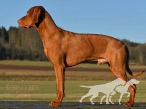 Your Choice Top Working Dog