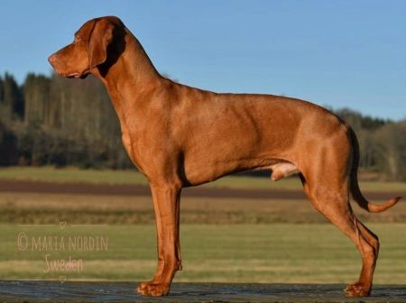 Your Choice Top Working Dog