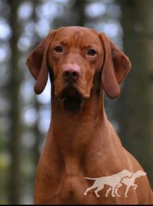 Your Choice Top Working Dog