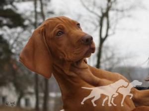 Your Choice Top Working Dog