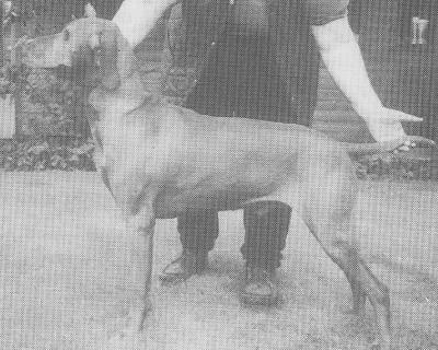 Szappanos Szeivacs of Abbeystag