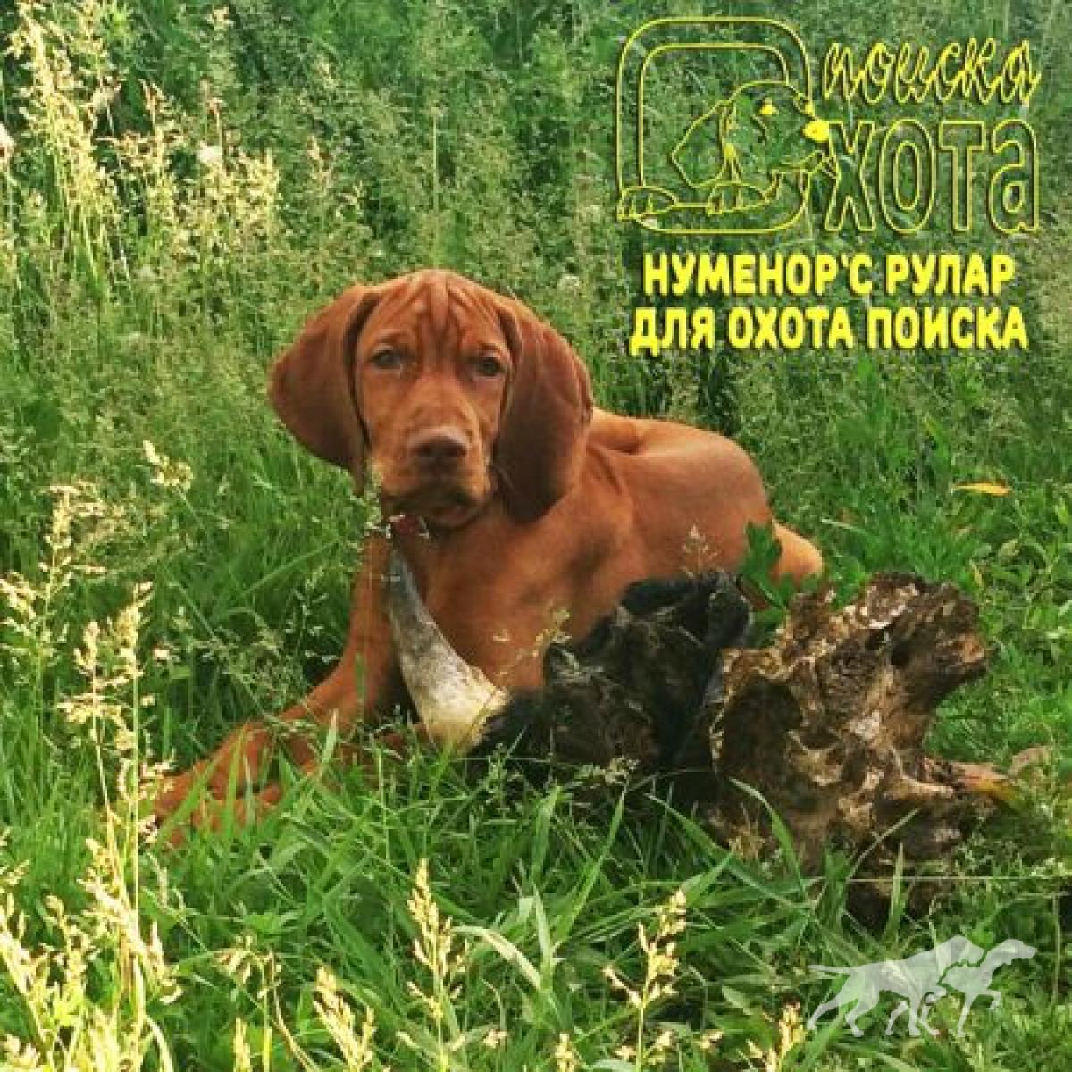 Numeror's Rular Dlya Okhota Poiska