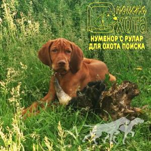 Numeror's Rular Dlya Okhota Poiska