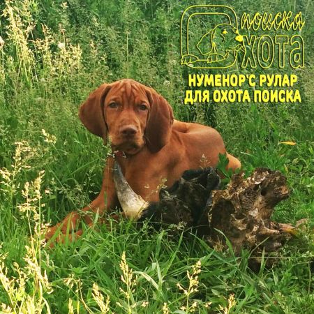 Numeror's Rular Dlya Okhota Poiska