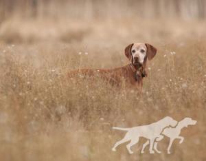Russet Leather Kichai Fox