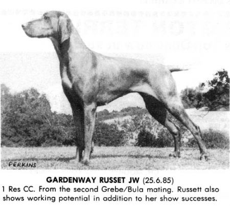 Gardenway Russet