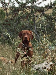 Wall Canyon Fiery Red Ruby