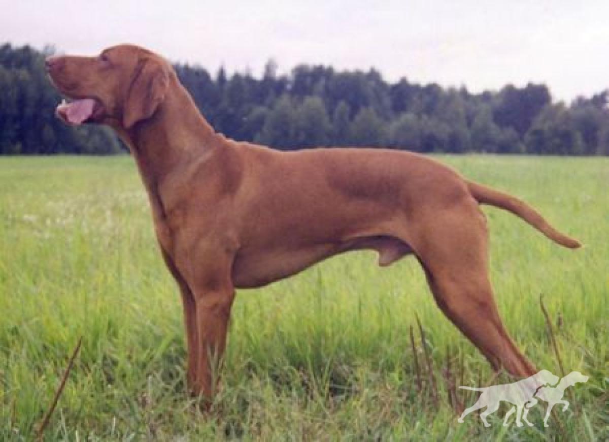 Viharos Donci