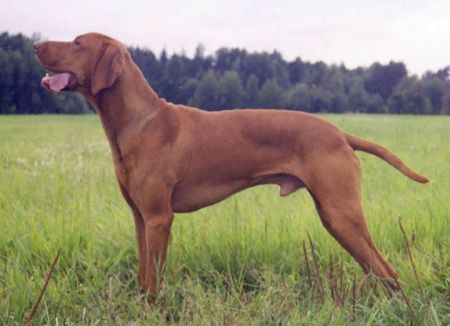 Viharos Donci