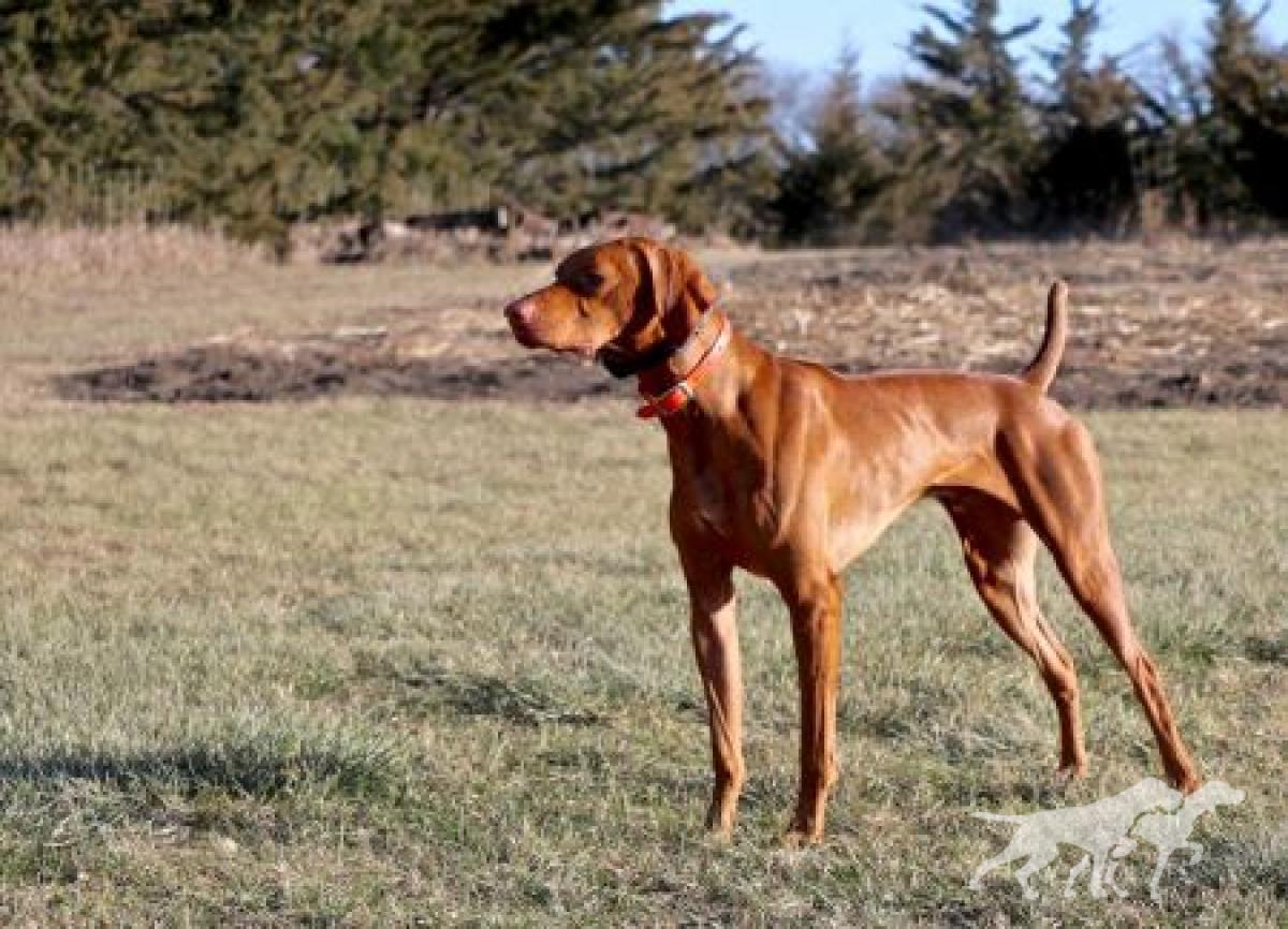 Crazy Copper