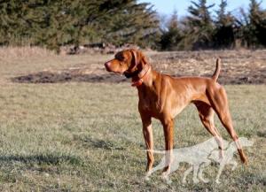 Crazy Copper