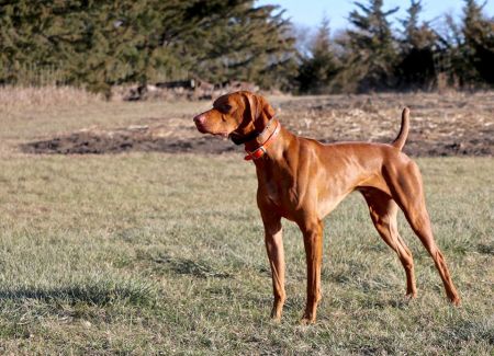 Crazy Copper