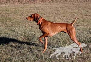 Crazy Copper