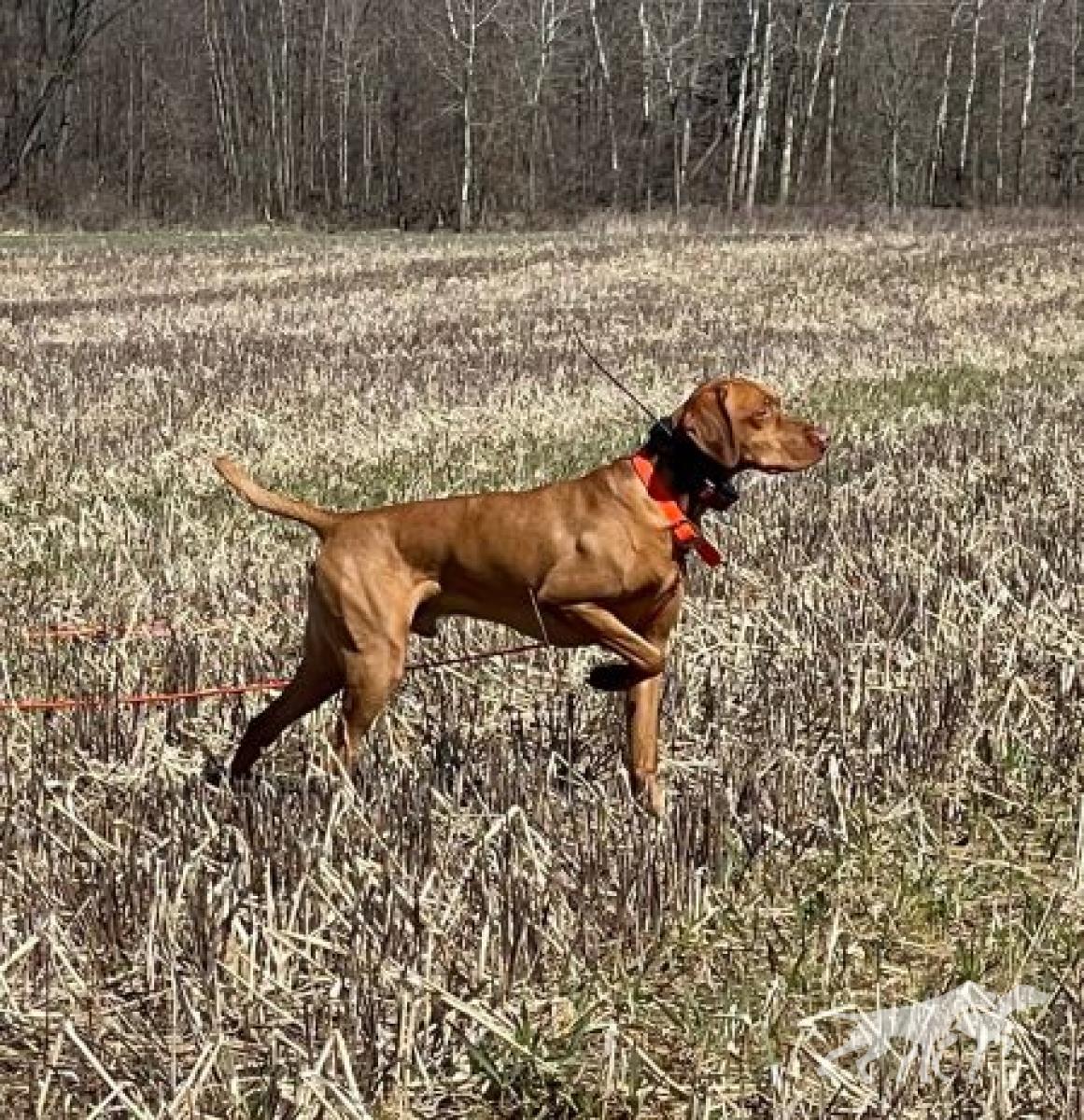 Scout 'Em Out Shotgun Rider