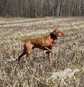 Scout 'Em Out Shotgun Rider
