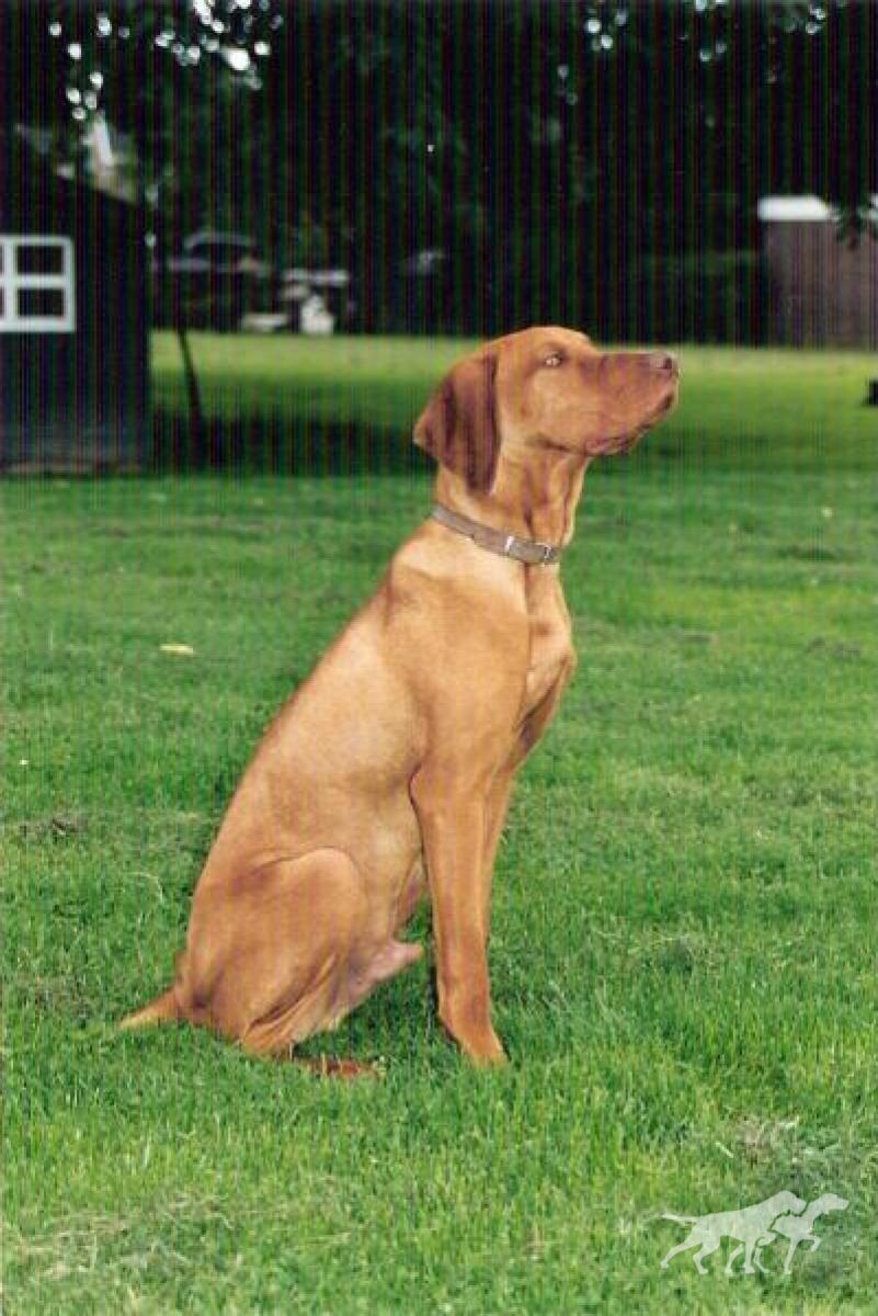 Benji (NHSB)
