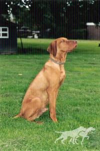 Benji (NHSB)