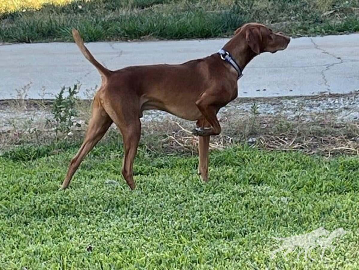 Drycreek's Kick Em Up Razzle-Dazzle