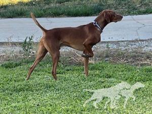 Drycreek's Kick Em Up Razzle-Dazzle