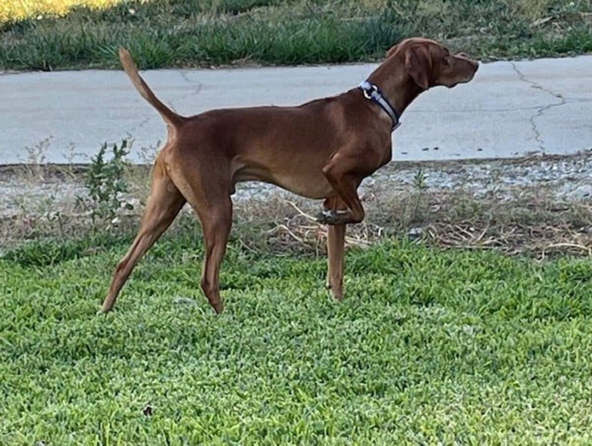 Drycreek's Kick Em Up Razzle-Dazzle
