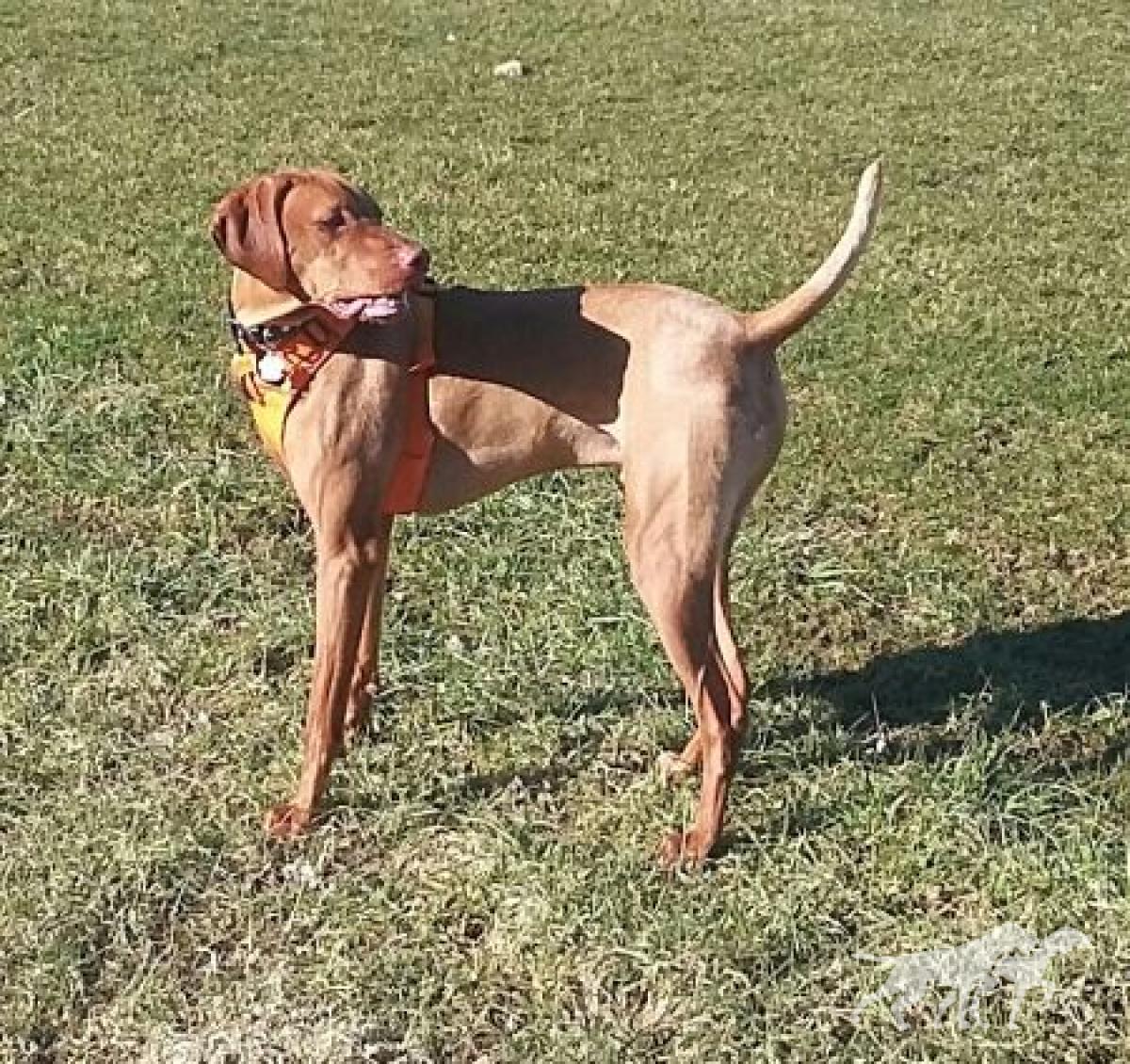 Russett Harmony's Kody