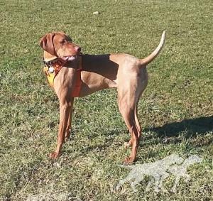 Russett Harmony's Kody